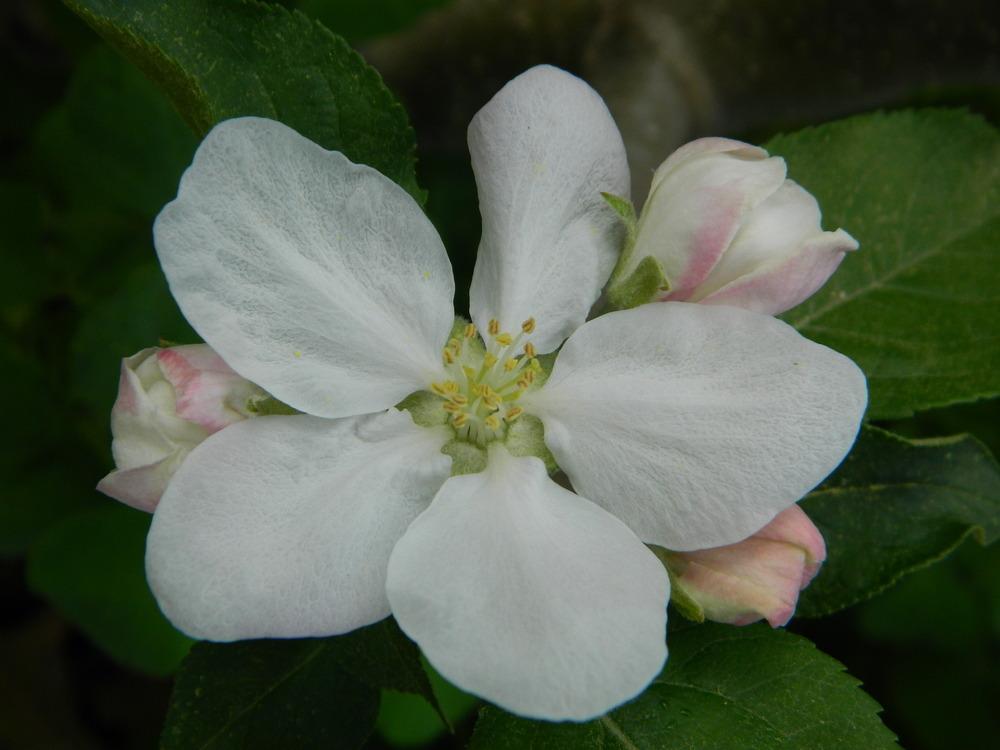 Photo of Apple (Malus domestica 'Winter Pearmain') uploaded by wildflowers