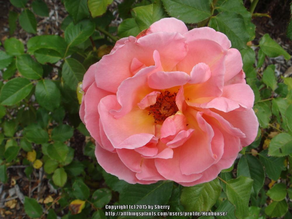 Photo of Rose (Rosa 'Shot Silk') uploaded by Henhouse