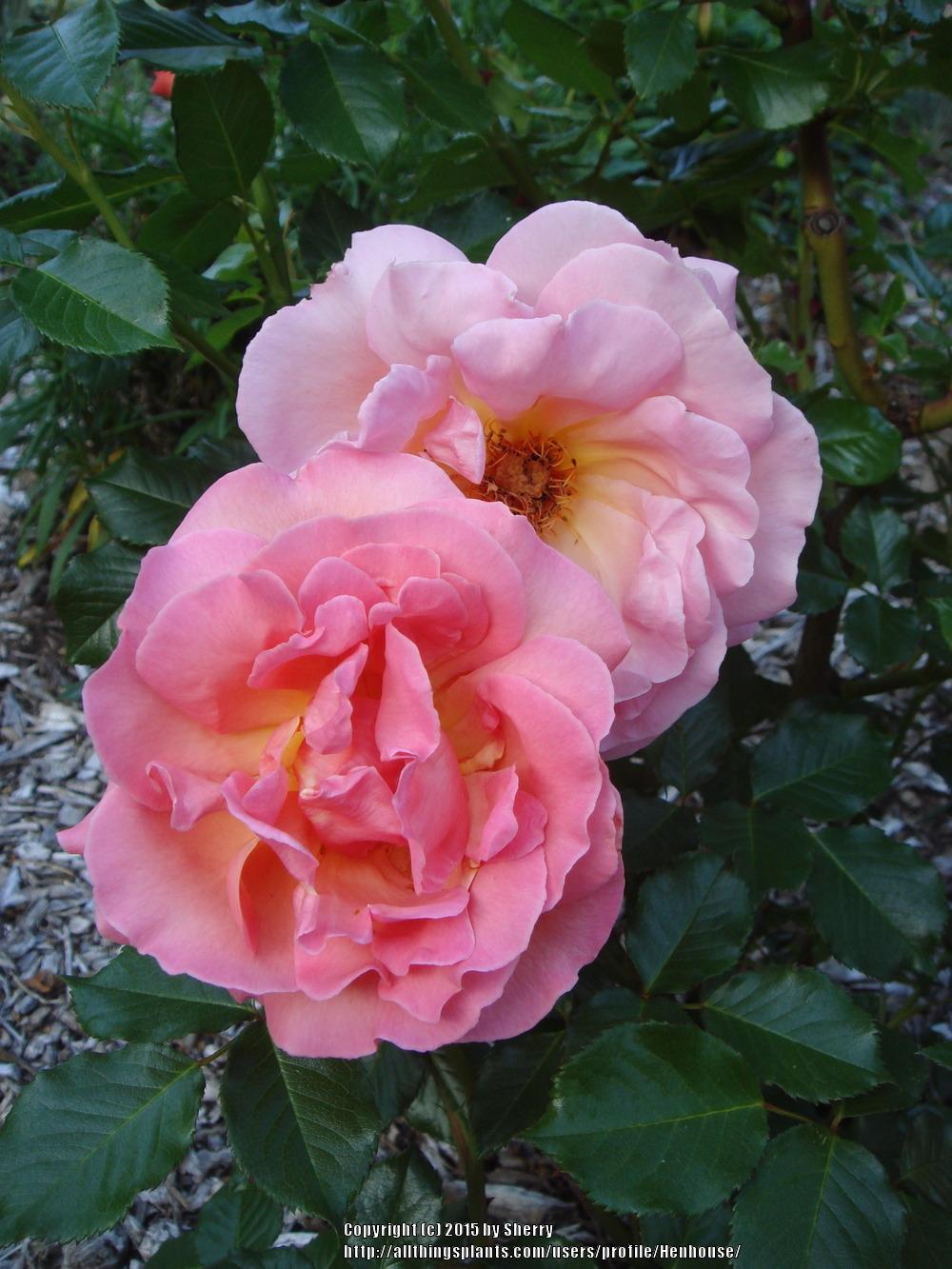 Photo of Rose (Rosa 'Shot Silk') uploaded by Henhouse