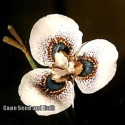 
Photo Courtesy of Cape Seed and Bulb.