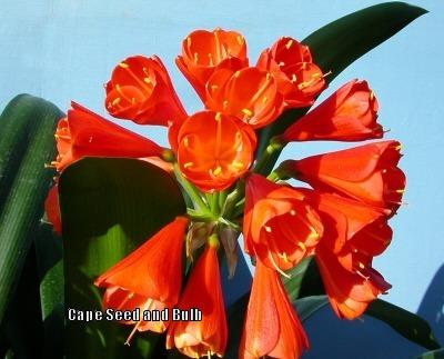 Photo of Clivia (Clivia x cyrtanthiflora) uploaded by Joy