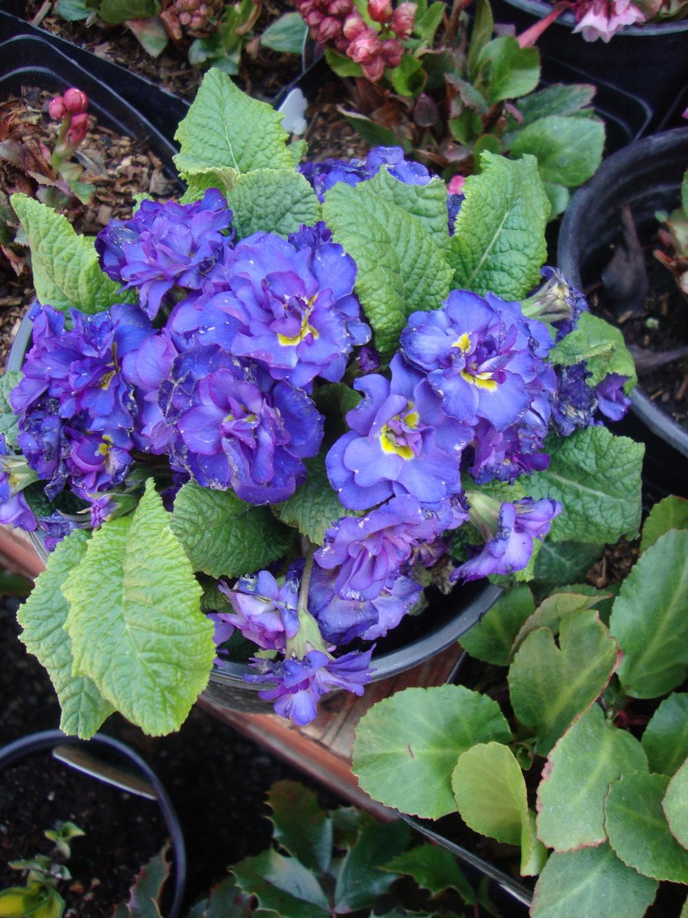 Photo of Primrose (Primula vulgaris Belarina® Cobalt Blue) uploaded by Paul2032