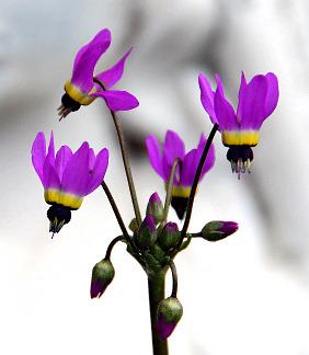 Photo of Lowland Shooting Star (Dodecatheon clevelandii) uploaded by Calif_Sue