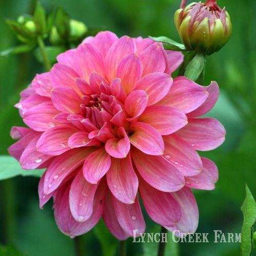 Photo of Dahlia 'Excentric' uploaded by Joy