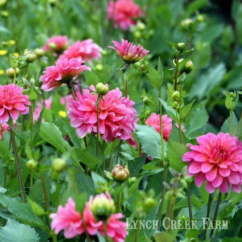 Photo of Dahlia 'Excentric' uploaded by Joy