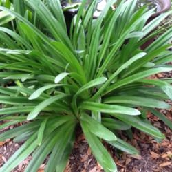 Location: Plant grows in full sun in Houston.  Beautiful foliage (evergreen in Houston)
Date: April
Beautiful foliage and structure
