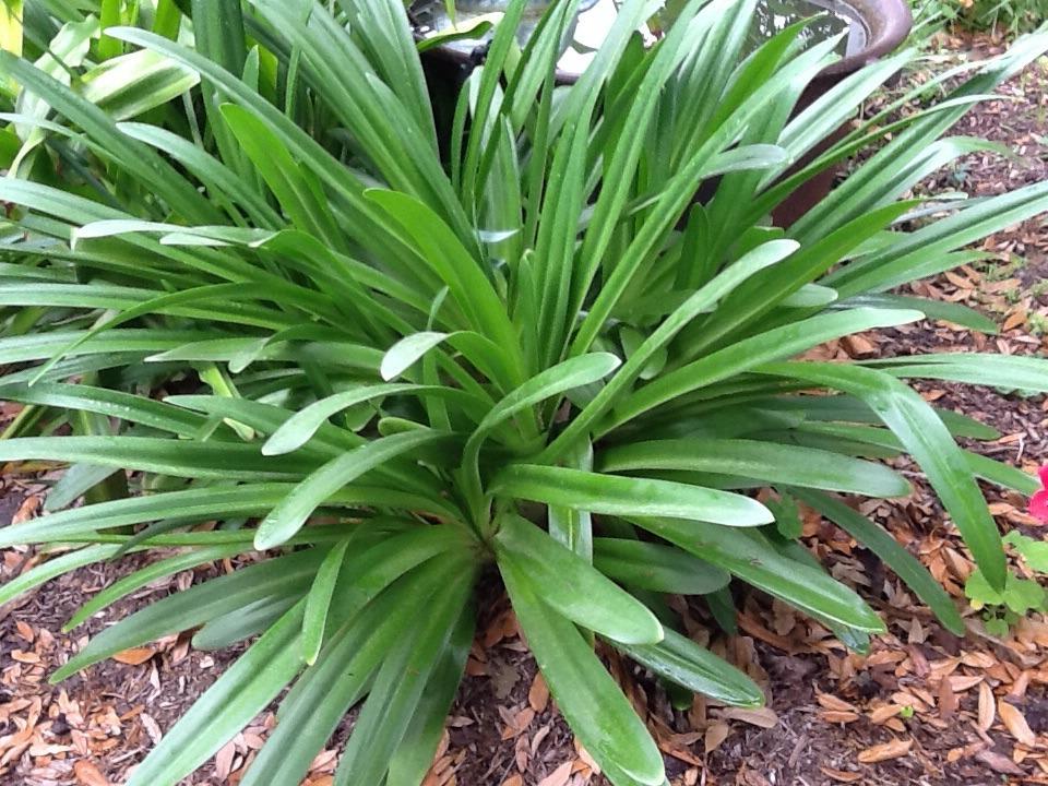 Photo of Lily of the Nile (Agapanthus praecox subsp. orientalis Queen Mum™) uploaded by LynneHTx