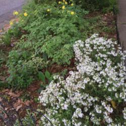 Location: My parking strip in Houston.
Date: March
The lower right is the white phlox blooming the past March.  Full