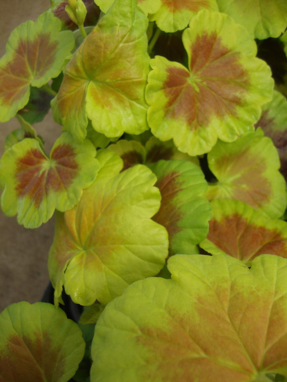 Photo of Zonal Geranium (Pelargonium x hortorum 'Occold Shield') uploaded by Paul2032