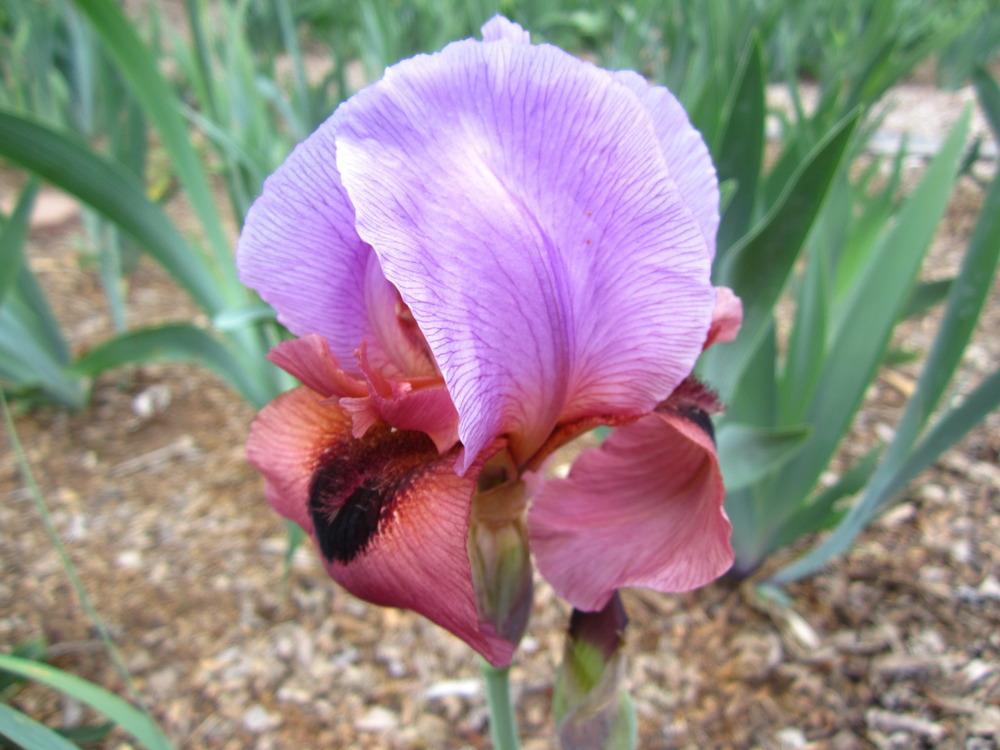 Photo of Arilbred Iris (Iris 'Enchanter's Spell') uploaded by UndertheSun
