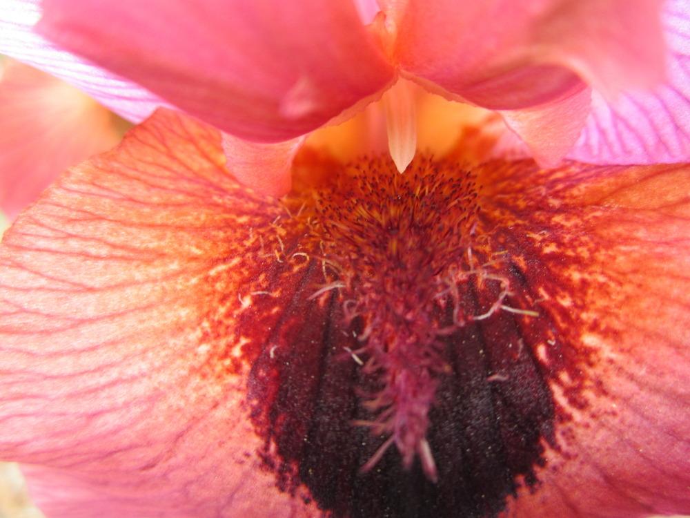 Photo of Arilbred Iris (Iris 'Enchanter's Spell') uploaded by UndertheSun