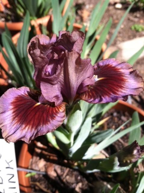 Photo of Standard Dwarf Bearded Iris (Iris 'Voldy's Mink') uploaded by grannysgarden
