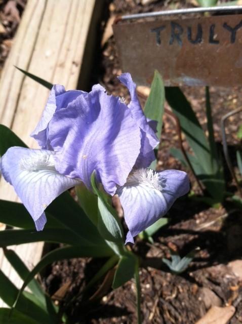 Photo of Standard Dwarf Bearded Iris (Iris 'Truly') uploaded by grannysgarden