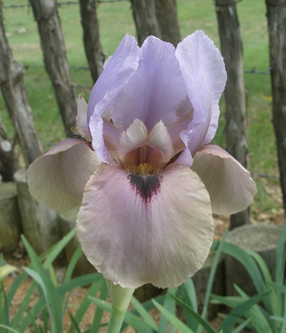 Photo of Arilbred Iris (Iris 'Tattletale') uploaded by needrain