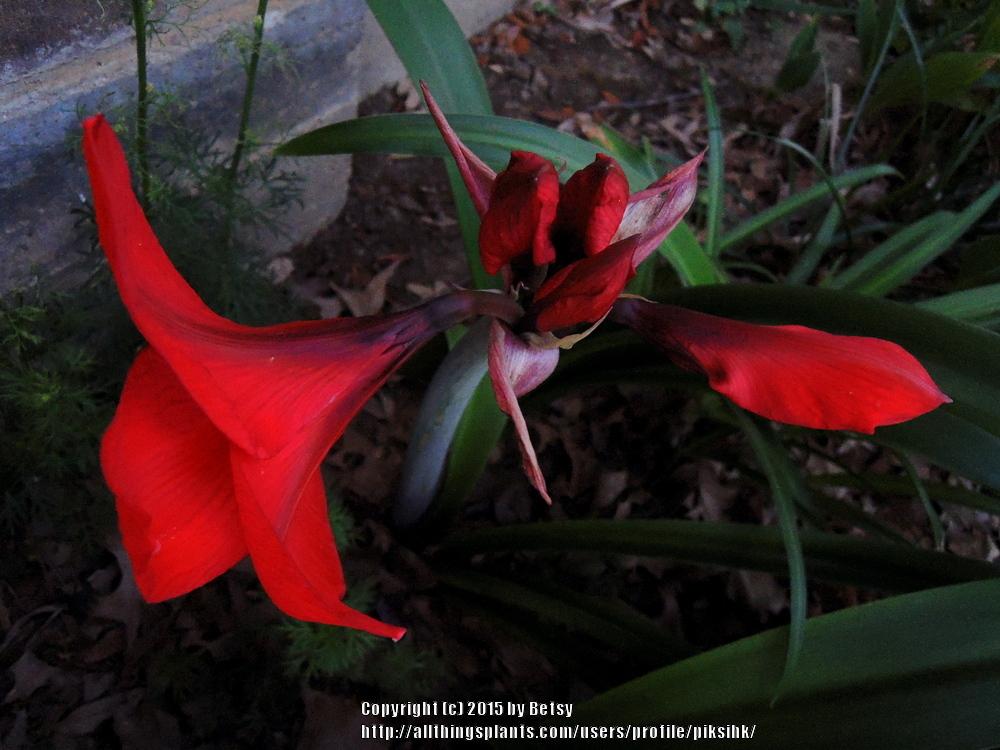 Photo of Amaryllis (Hippeastrum 'Red Lion') uploaded by piksihk