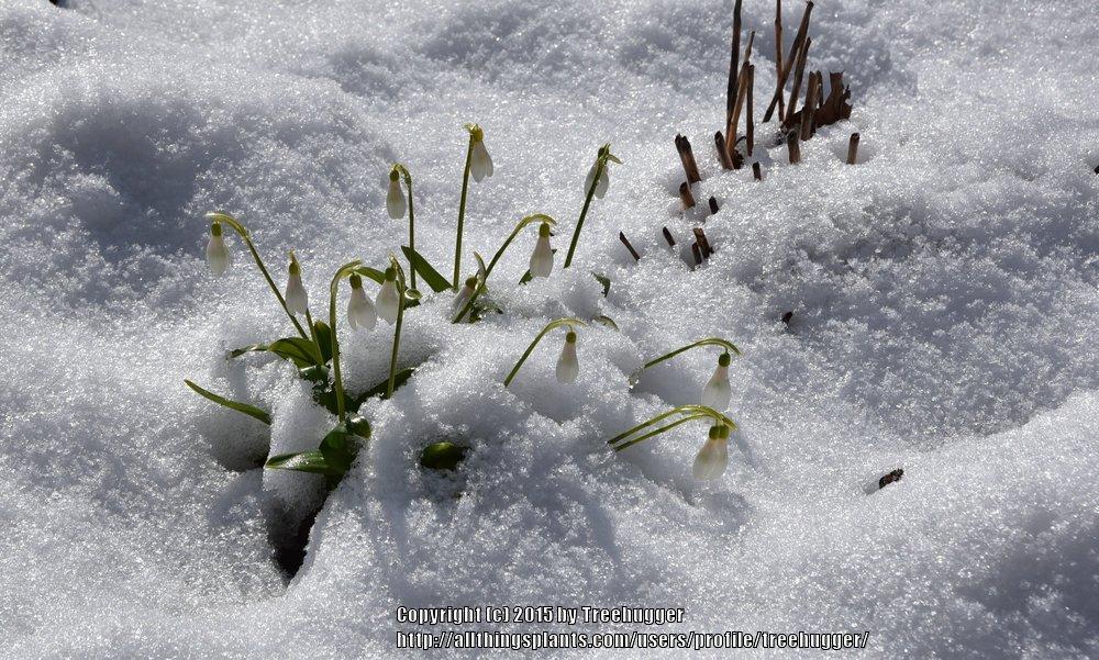 Photo of Snowdrop (Galanthus nivalis) uploaded by treehugger