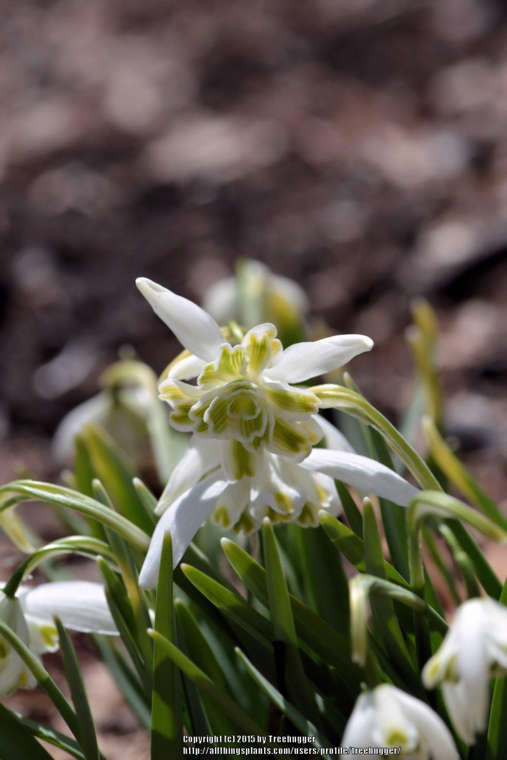 Photo of Double Common Snowdrop (Galanthus nivalis 'Flore Pleno') uploaded by treehugger