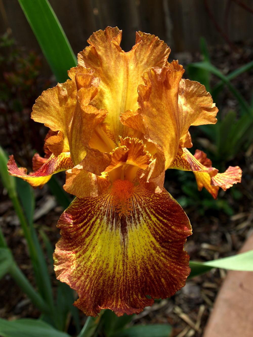 Photo of Tall Bearded Iris (Iris 'Lightning Streak') uploaded by Ecograndma