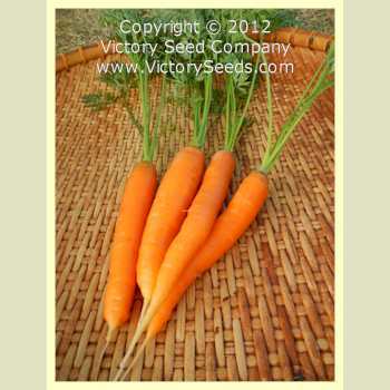 Photo of Carrot (Daucus carota var. sativus 'Little Fingers') uploaded by MikeD