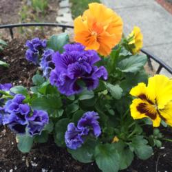 Location: My garden, central NJ, Zone 7A
Date: 4/5/15
Ruffled Pansies