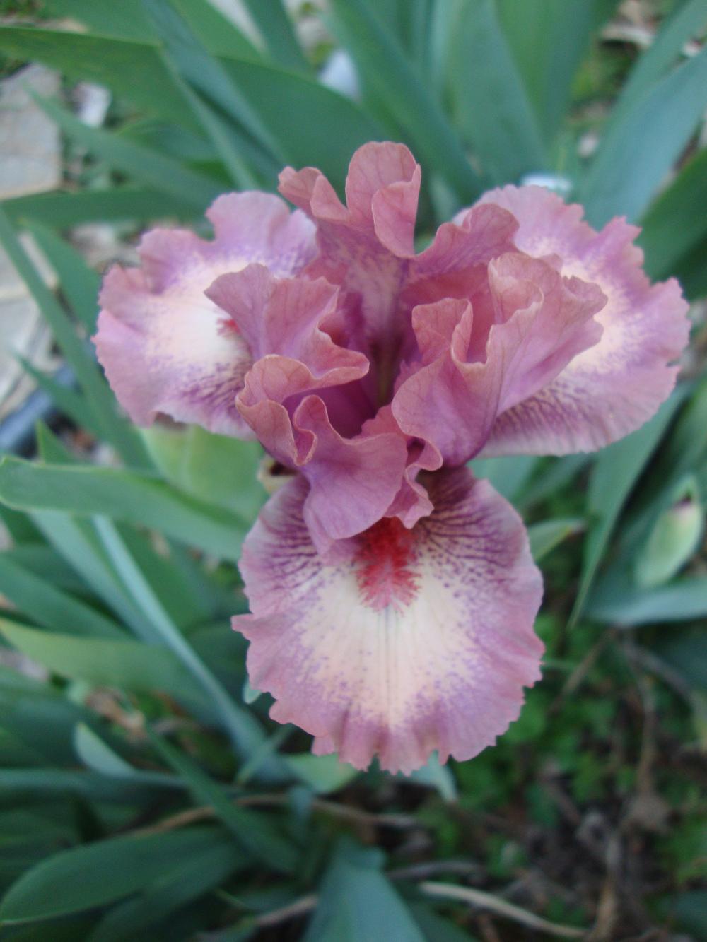 Photo of Standard Dwarf Bearded Iris (Iris 'Raspberry Ice') uploaded by Paul2032