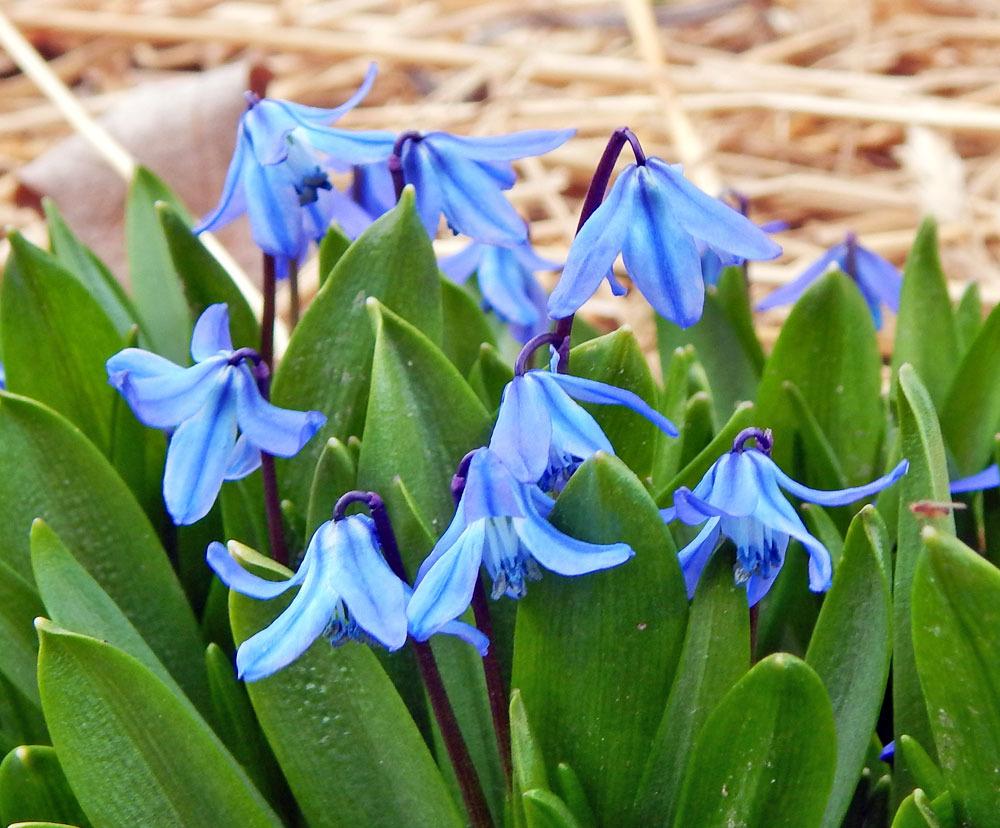 Photo of Siberian Squill (Scilla siberica) uploaded by TBGDN