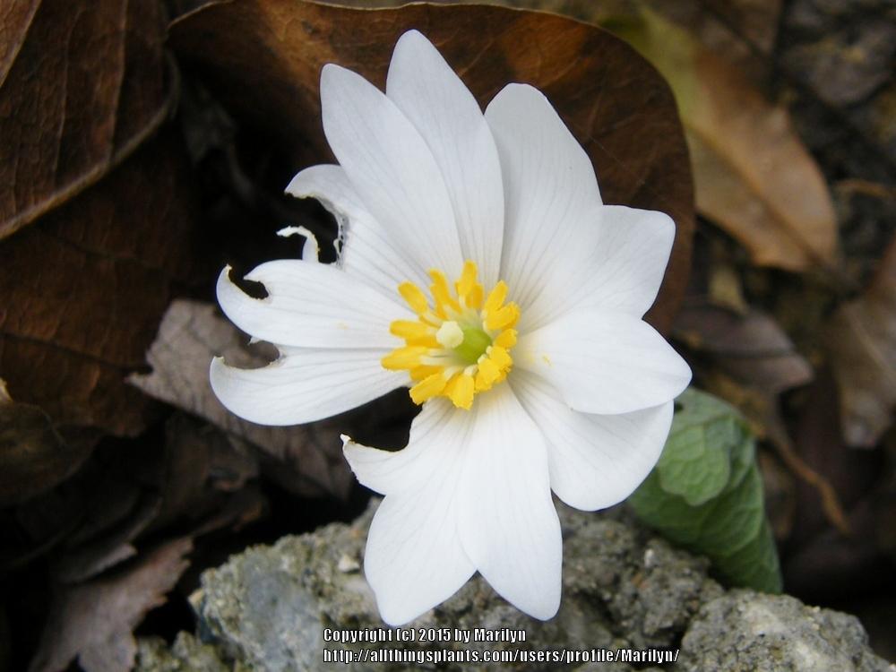 Photo of Bloodroot (Sanguinaria canadensis) uploaded by Marilyn