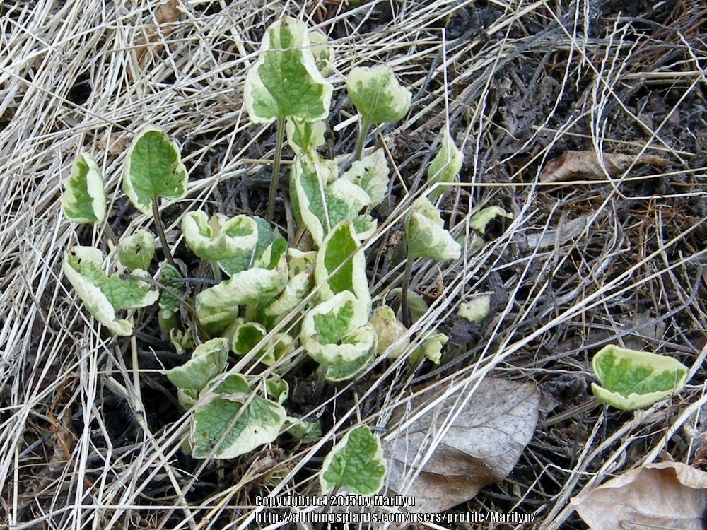 Photo of Variegated Siberian Bugloss (Brunnera macrophylla 'Hadspen Cream') uploaded by Marilyn