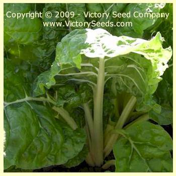 Photo of Swiss Chard (Beta vulgaris var. cicla 'Fordhook Giant') uploaded by MikeD