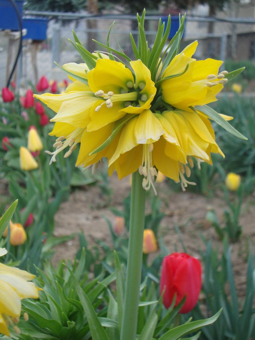 Photo of Crown Imperial Fritillary (Fritillaria imperialis 'Maxima Lutea') uploaded by Paul2032