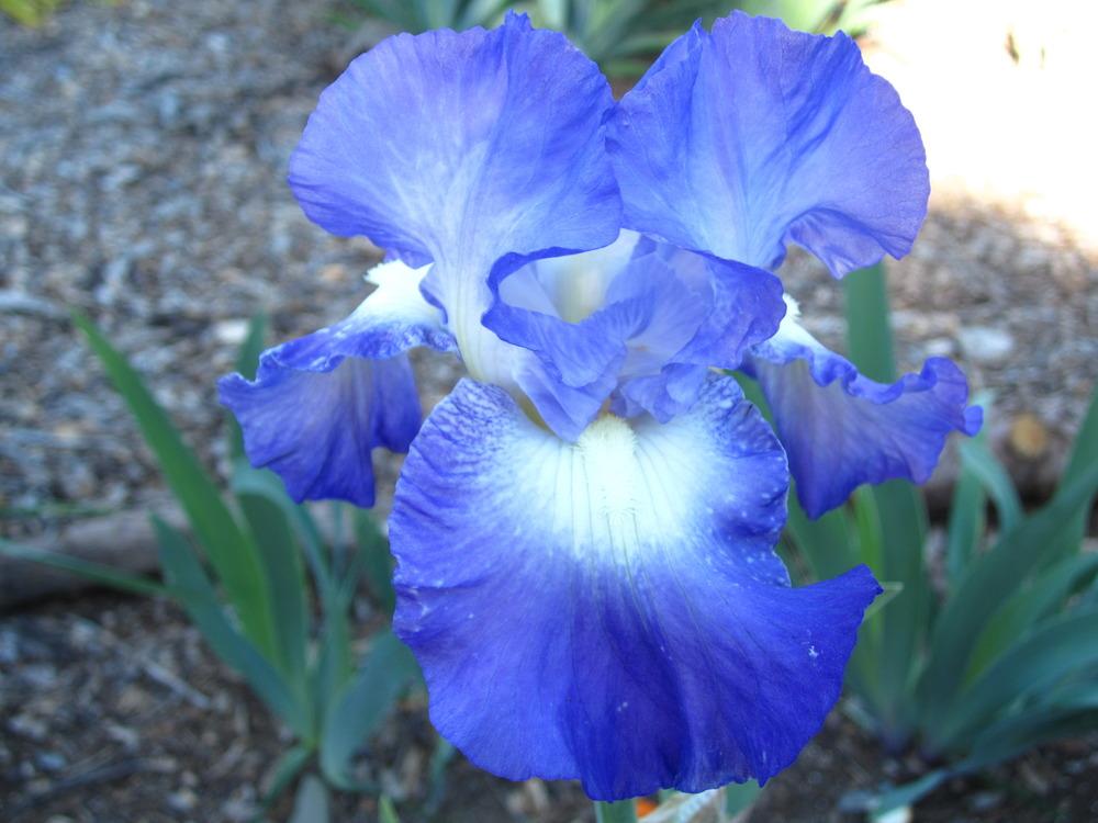 Photo of Tall Bearded Iris (Iris 'City Lights') uploaded by UndertheSun