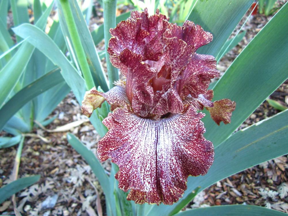 Photo of Tall Bearded Iris (Iris 'American Original') uploaded by UndertheSun