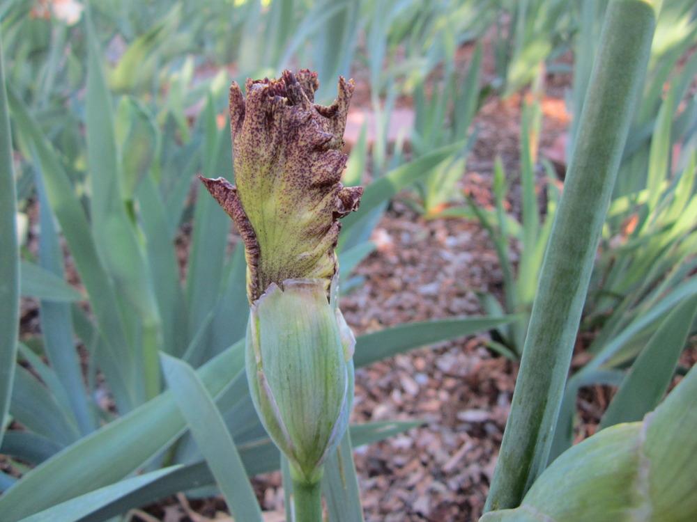 Photo of Tall Bearded Iris (Iris 'American Original') uploaded by UndertheSun