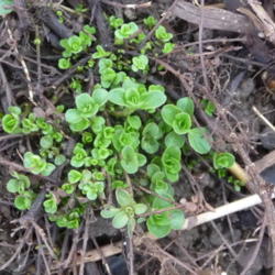 Location: Indiana zone 5
Date: 2015-04-07