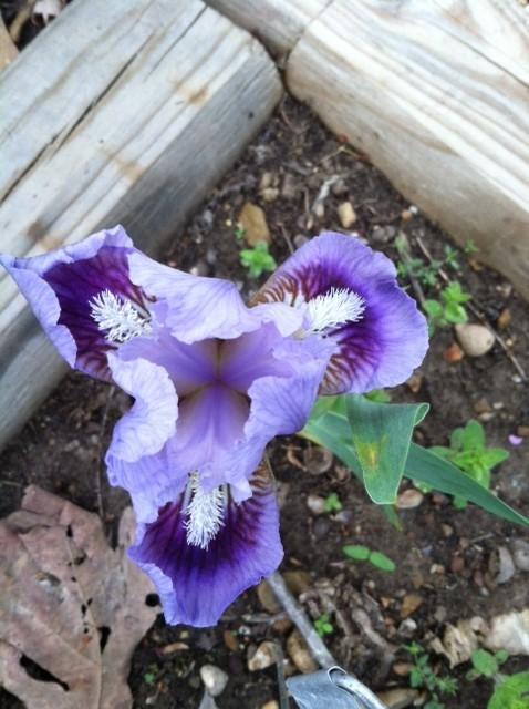 Photo of Standard Dwarf Bearded Iris (Iris 'My Kayla') uploaded by grannysgarden