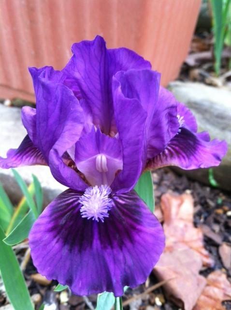 Photo of Standard Dwarf Bearded Iris (Iris 'Replicator') uploaded by grannysgarden