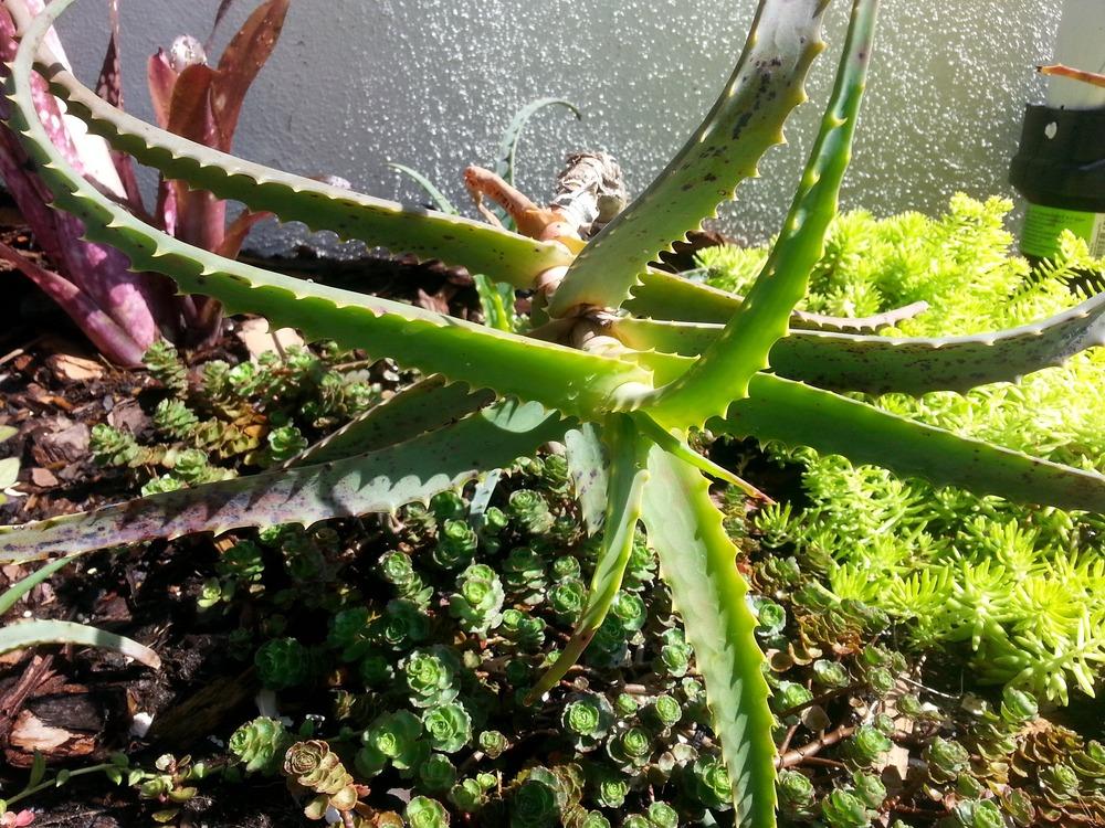 Photo of Aloes (Aloe) uploaded by karmatree