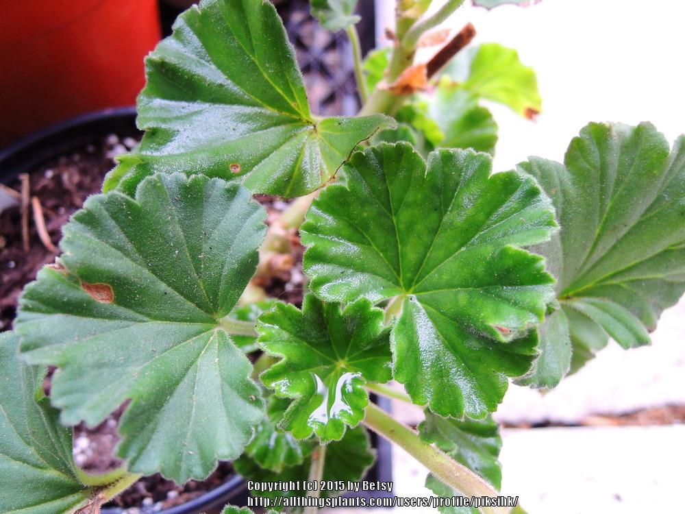 Photo of Pelargoniums (Pelargonium) uploaded by piksihk