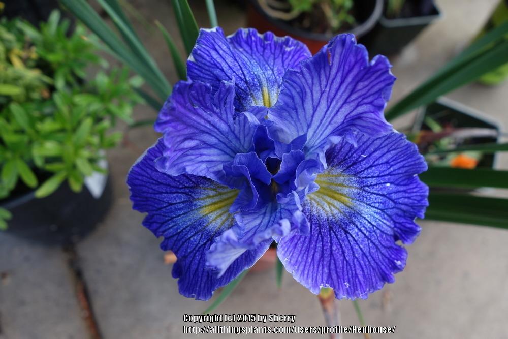 Photo of Pacific Coast Iris (Iris 'Ocean Blue') uploaded by Henhouse