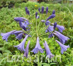 Photo of Lily of the Nile (Agapanthus 'Storm Cloud') uploaded by Joy