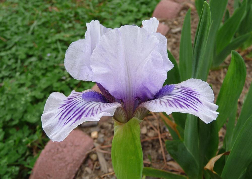 Photo of Standard Dwarf Bearded Iris (Iris 'Awake') uploaded by Lestv