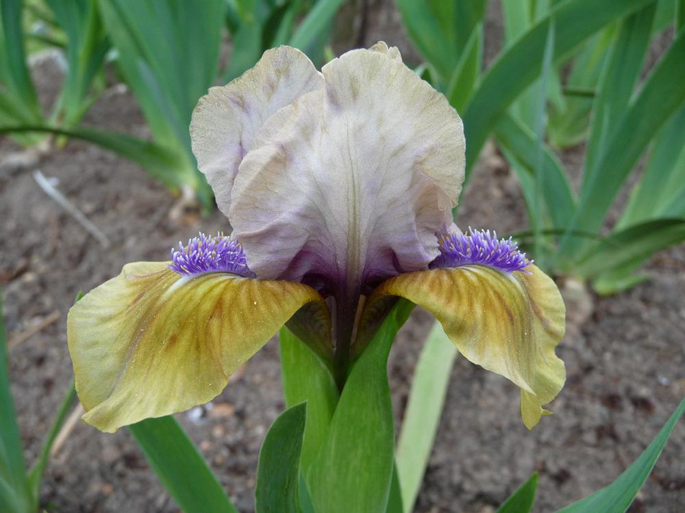 Photo of Standard Dwarf Bearded Iris (Iris 'Yummy Accent') uploaded by Lestv