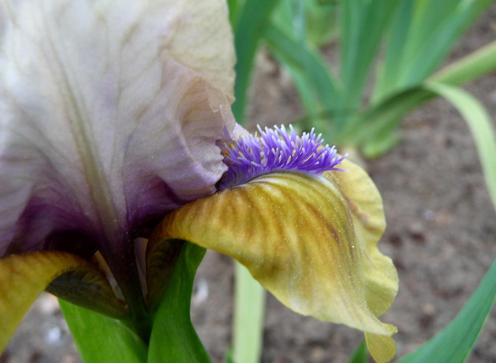 Photo of Standard Dwarf Bearded Iris (Iris 'Yummy Accent') uploaded by Lestv