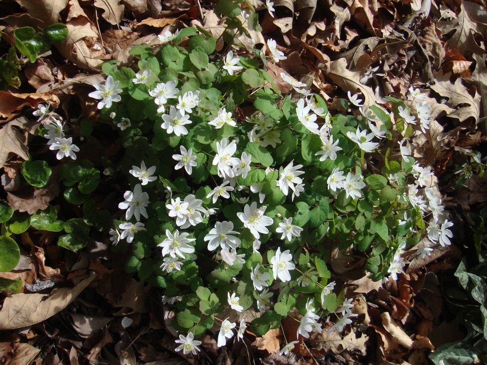 Photo of Rue Anemone (Thalictrum thalictroides) uploaded by Paul2032