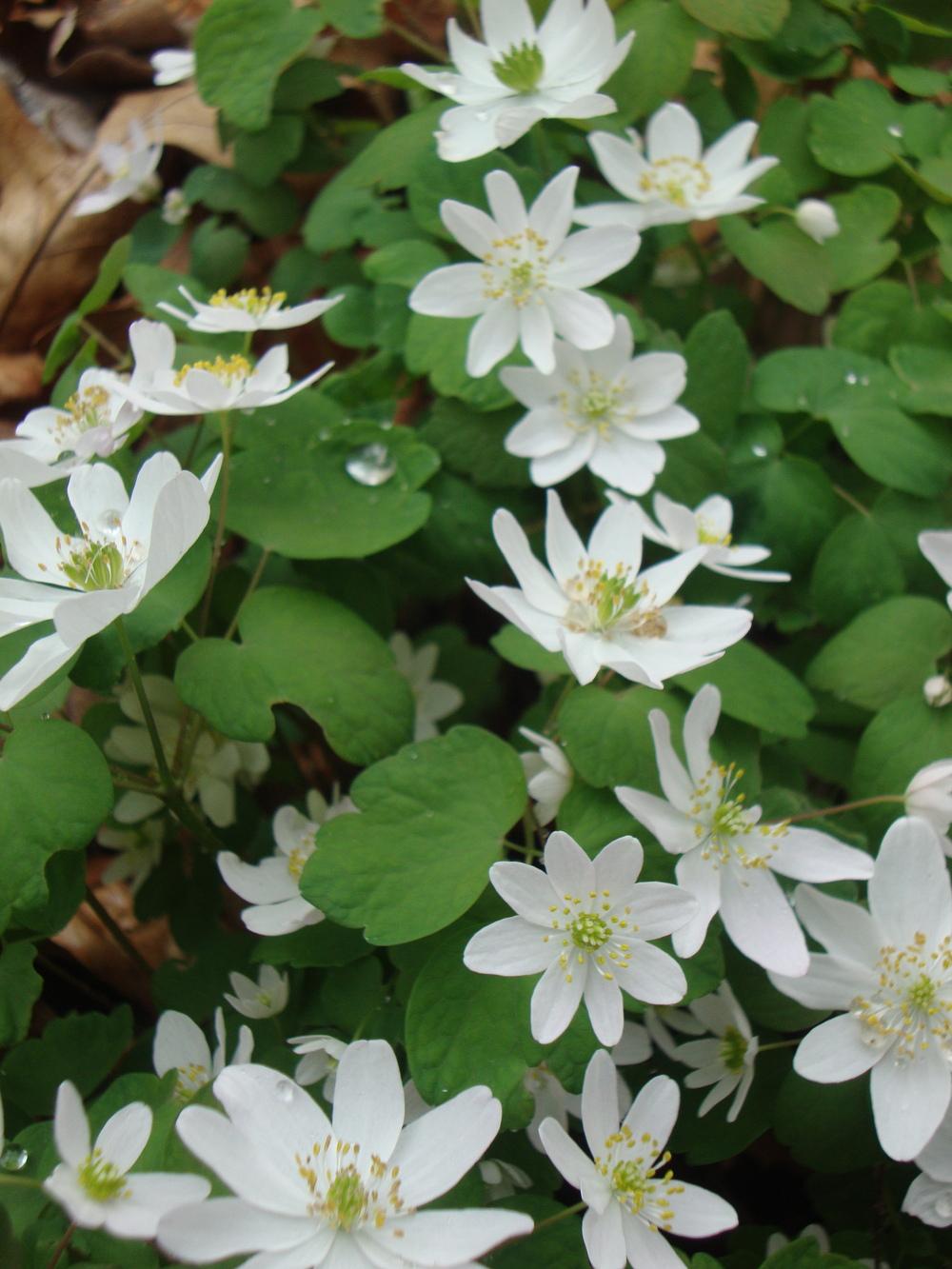 Photo of Rue Anemone (Thalictrum thalictroides) uploaded by Paul2032