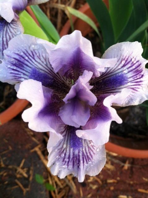 Photo of Standard Dwarf Bearded Iris (Iris 'Awake') uploaded by grannysgarden