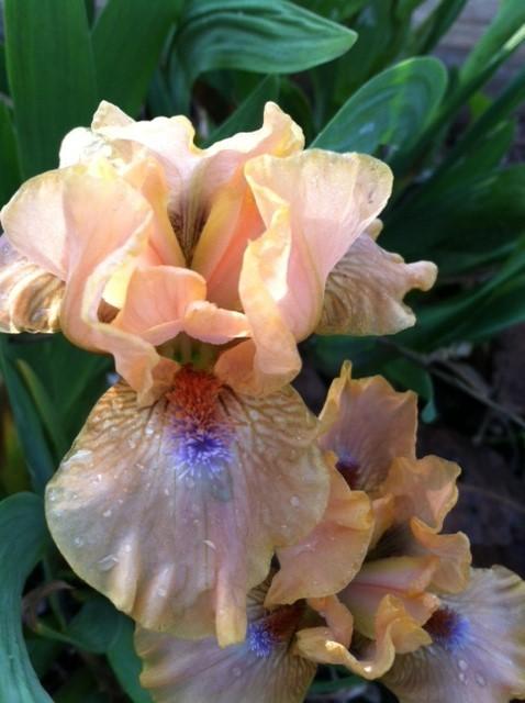 Photo of Standard Dwarf Bearded Iris (Iris 'Golden Apricot') uploaded by grannysgarden