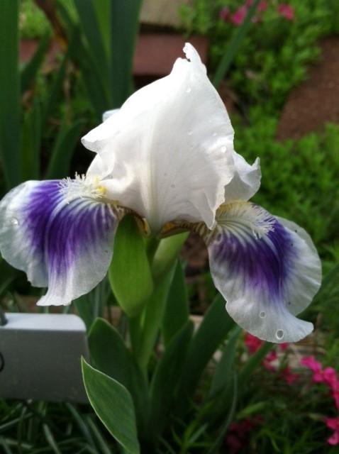 Photo of Standard Dwarf Bearded Iris (Iris 'Boo') uploaded by grannysgarden