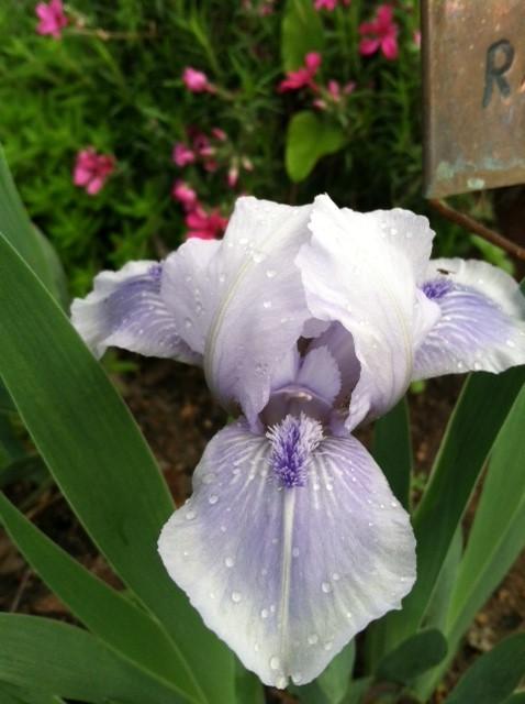 Photo of Standard Dwarf Bearded Iris (Iris 'Rachel's Eyes') uploaded by grannysgarden