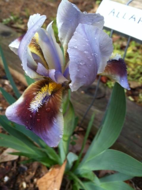 Photo of Intermediate Bearded Iris (Iris 'Allah') uploaded by grannysgarden